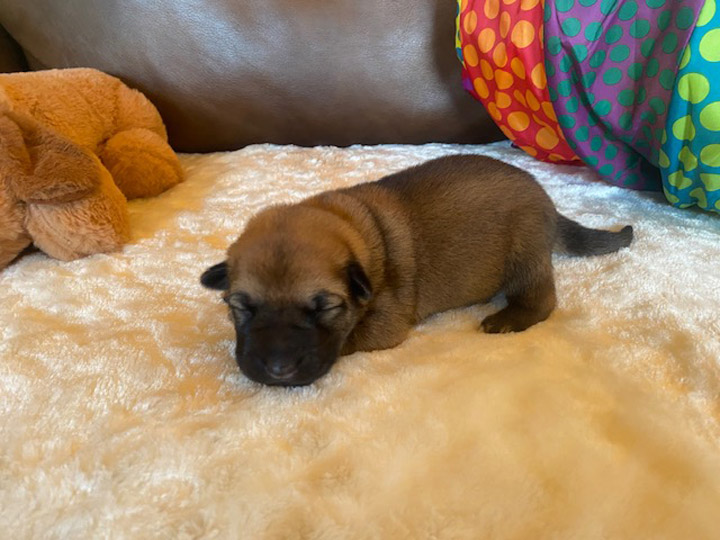 chinook puppy